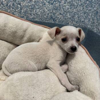 Rescue Chihuahua Dogs for Adoption in Long Beach, California - Butter | PetCurious