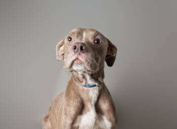 Rescue Pit Bull Terrier and Terrier Dogs for Adoption in Plaquemine, Louisiana - Tasha | PetCurious