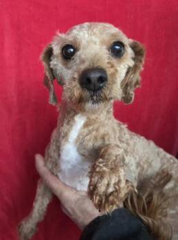 Poodle Dogs Available for Adoption - Crew | PetCurious