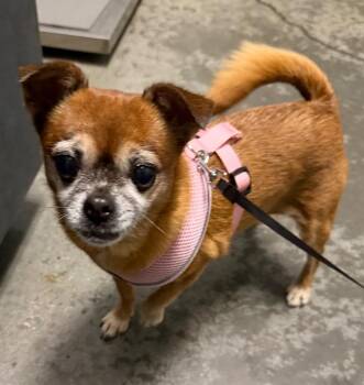 Chihuahua and Mixed Breed Dogs Available for Adoption - Cha Cha | PetCurious
