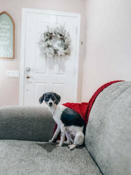 Chiweenie and Whippet Dogs Available for Adoption - Kate | PetCurious