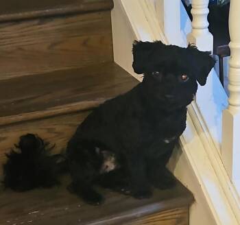 Lhasa Apso and Poodle Dogs Available for Adoption - Charlie | PetCurious