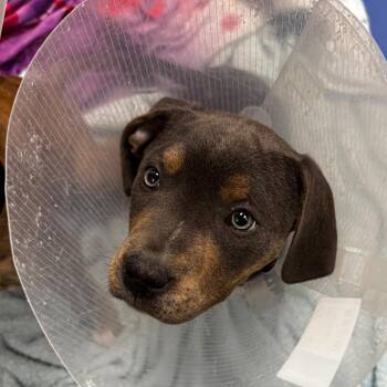 Pit Bull Terrier and Mixed Breed Dogs Available for Adoption in Clavet, Saskatchewan - Yunis | PetCurious