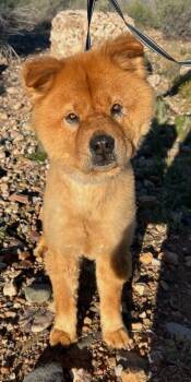 Rescue Chow Chow Dogs for Adoption in Cottonwood, Arizona - Chimi | PetCurious