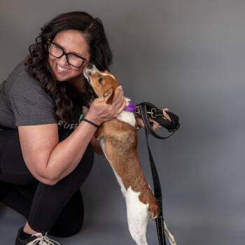Chihuahua and Beagle Dogs Available for Adoption - Pennie D11128 | PetCurious