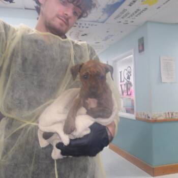 Dudette -  Mixed Breed Dog for Adoption in Franklin, North Carolina - Dudette | PetCurious