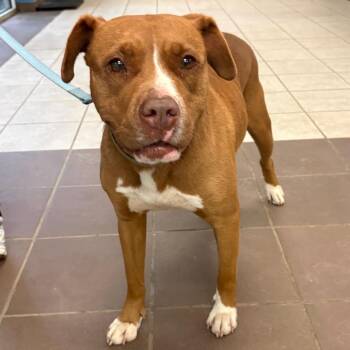 Mixed Breed Dogs Available for Adoption in Columbus, Georgia - 05/12/2026-Stray-MunsonDrive | PetCurious