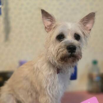 Linde -  Terrier Dog for Adoption in Tulsa, Oklahoma - Linde | PetCurious