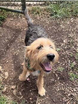MAX -  Terrier and Mixed Breed Dog for Adoption in Leesburg, Virginia - MAX | PetCurious
