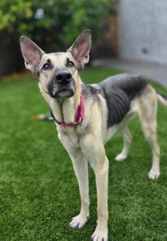 Juniper -  German Shepherd Dog Dog for Adoption in Pleasant Hill, California - Juniper | PetCurious