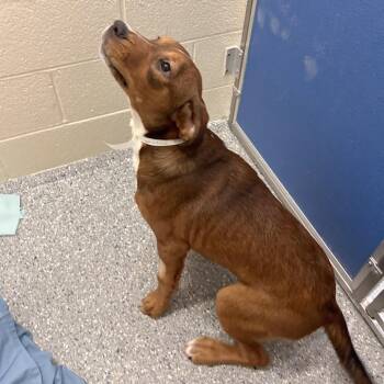 Ash -  Mixed Breed Dog for Adoption in Hendersonville, North Carolina - Ash | PetCurious