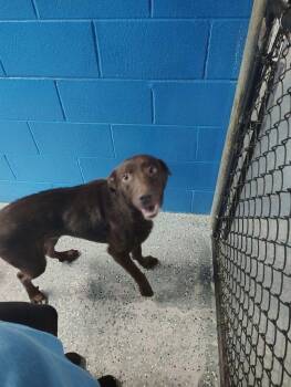 Labrador Retriever Dogs Available for Adoption in Muskegon, Michigan - Boomer | PetCurious