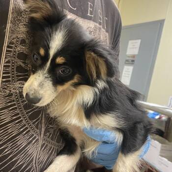 Lyra -  Chihuahua and Mixed Breed Dog for Adoption in Palestine, Texas - Lyra | PetCurious