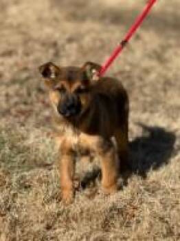 Mixed Breed Dogs Available for Adoption - La-La | PetCurious