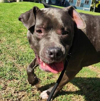 Ursula -  Pit Bull Terrier Dog for Adoption in Oakland, California - Ursula | PetCurious