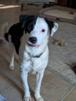 Demi -  Border Collie Dog for Adoption in Aurora, Illinois - Demi | PetCurious