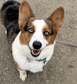 Stella -  Cardigan Welsh Corgi Dog for Adoption in Golden, Colorado - Stella | PetCurious
