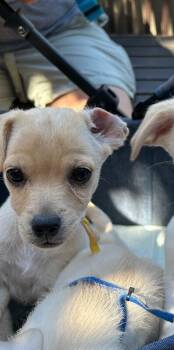 Indy -  Mixed Breed and Maltese Dog for Adoption in Los Angeles, California - Indy | PetCurious