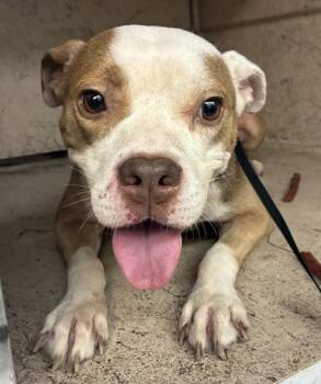 Birkenstocks -  American Bulldog and Mixed Breed Dog for Adoption in Gainesville, Florida - Birkenstocks | PetCurious