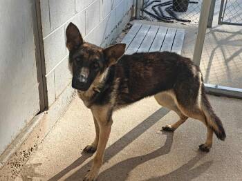 Rescue German Shepherd Dog Dogs for Adoption in Ossining, New York - Brinkley | PetCurious
