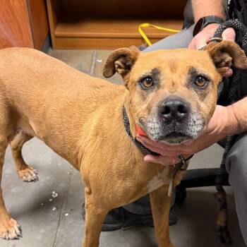 Pit Bull Terrier Dogs Available for Adoption in Yuma, Arizona - Ivy | PetCurious