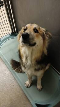 Rescue Great Pyrenees and German Shepherd Dog Dogs for Adoption in Kearney, Nebraska - Orion | PetCurious