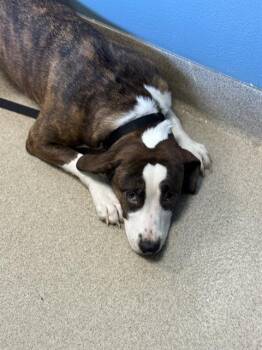 Pit Bull Terrier and Labrador Retriever Dogs Available for Adoption in Newton, North Carolina - CONNIE | PetCurious