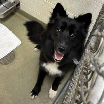 Pepper -  Border Collie and German Shepherd Dog Dog for Adoption in Harrisonburg, Virginia - Pepper | PetCurious