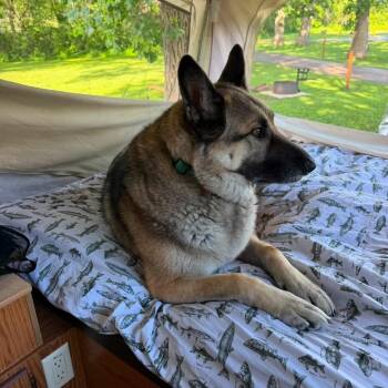 Osa -  Shepherd and Mixed Breed Dog for Adoption in Van Horne, Iowa - Osa | PetCurious