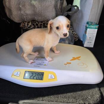 HF Puppy 5 -  Chihuahua and Mixed Breed Dog for Adoption in Montgomery, Texas - HF Puppy 5 | PetCurious
