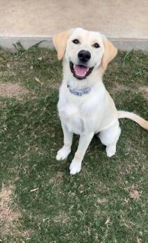 Luna -  Labrador Retriever and Golden Retriever Dog for Adoption in Canyon Lake, Texas - Luna | PetCurious