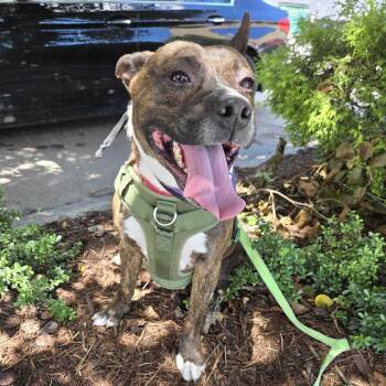 Tank -  Pit Bull Terrier and Mixed Breed Dog for Adoption in Spruce Pine, North Carolina - Tank | PetCurious