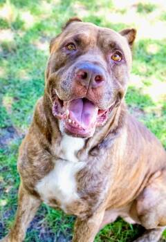 Rescue Cane Corso Dogs for Adoption in Alafaya, Florida - Baygo | PetCurious