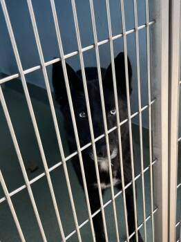 Husky Dogs Available for Adoption - IRIS | PetCurious