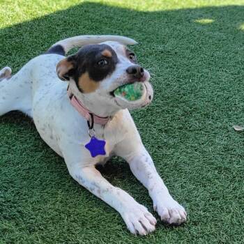 Mixed Breed Dogs Available for Adoption in San Francisco, California - Nancy | PetCurious