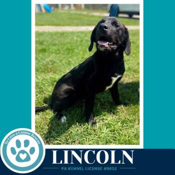 Lincoln (The L Train) 100326 -  Labrador Retriever Dog for Adoption in Kimberton, Pennsylvania - Lincoln (The L Train) 100326 | PetCurious