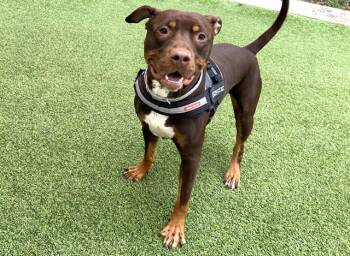 American Staffordshire Terrier and Mixed Breed Dogs Available for Adoption - WHISKEY | PetCurious