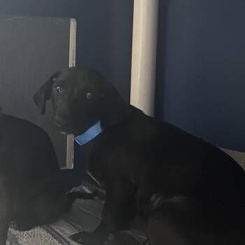MACHU -  Dachshund Dog for Adoption in Yuma, Arizona - MACHU | PetCurious