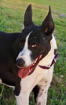 Gina -  Border Collie and Shepherd Dog for Adoption in Kingman, Arizona - Gina | PetCurious