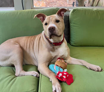 Rescue Pit Bull Terrier Dogs for Adoption in Sandy Springs, Georgia - Junebug | PetCurious