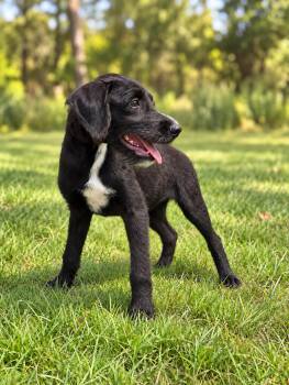 Caleb -  Labrador Retriever and Poodle Dog for Adoption in Helotes, Texas - Caleb | PetCurious