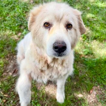 Juniper -  Mixed Breed Dog for Adoption in Milton, Florida - Juniper | PetCurious