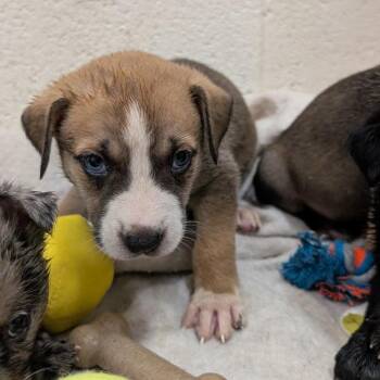 Puppy 9/Austin -  Catahoula Leopard Dog and Shepherd Dog for Adoption in Buchanan Dam, Texas - Puppy 9/Austin | PetCurious