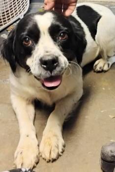 Sunny #224 -  Spaniel Dog for Adoption in New Lexington, Ohio - Sunny #224 | PetCurious