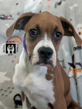 Wand -  Boxer Dog for Adoption in Omaha, Nebraska - Wand | PetCurious
