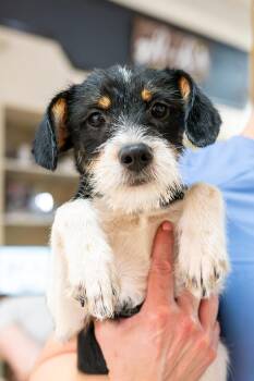 Jethro -  Terrier Dog for Adoption in Mundelein, Illinois - Jethro | PetCurious