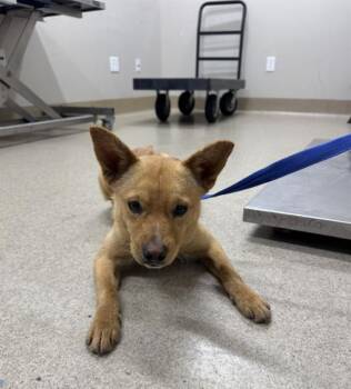 Chihuahua and Mixed Breed Dogs Available for Adoption - NEWT | PetCurious
