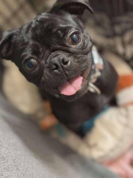 Pug Dogs Available for Adoption in Santa Rosa, California - Girly | PetCurious