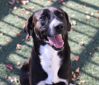 Labrador Retriever and Collie Dogs Available for Adoption in Mckinney, Texas - Popeye | PetCurious