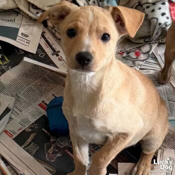 Hazel -  Labrador Retriever Dog for Adoption in Washington, District Of Columbia - Hazel | PetCurious